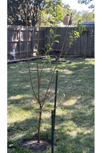 Слива Блек Джем в садку